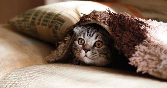 The Kitten Sanctuary - Cuddle with Cute Kitties in Singapore's first ever Kitten Nursery