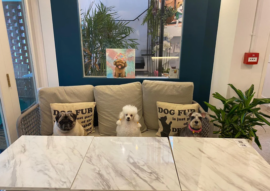 Pet Cafes in Singapore