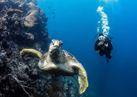 Snorkelling Sites Around Singapore